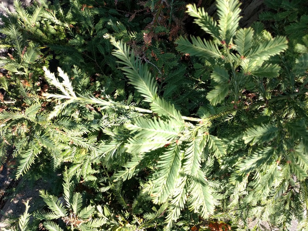 Séquoias sempervirens