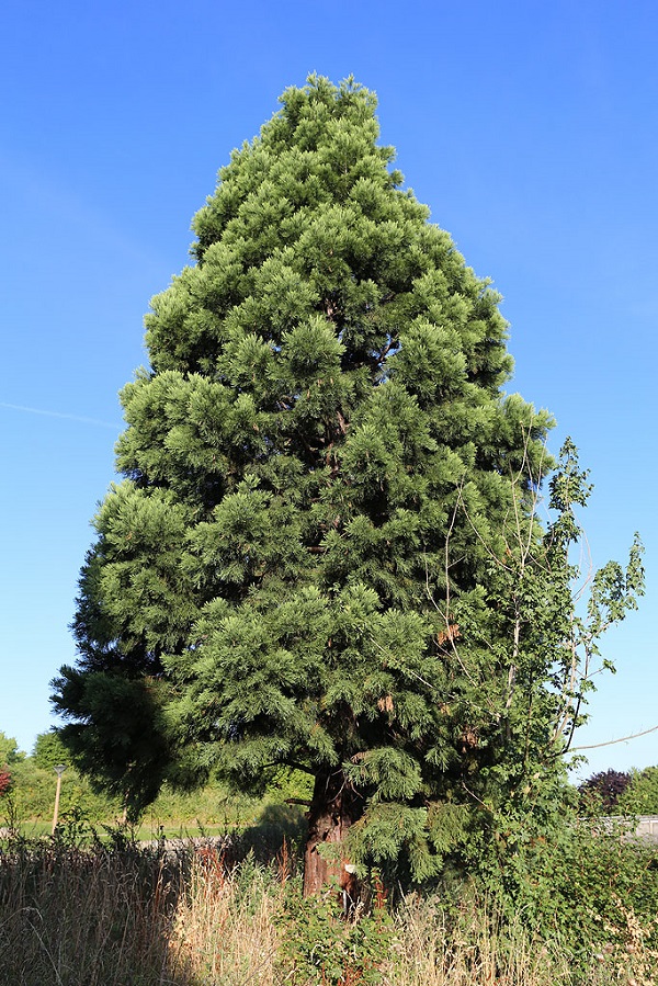 Séquoia géant à Ris-Orangis