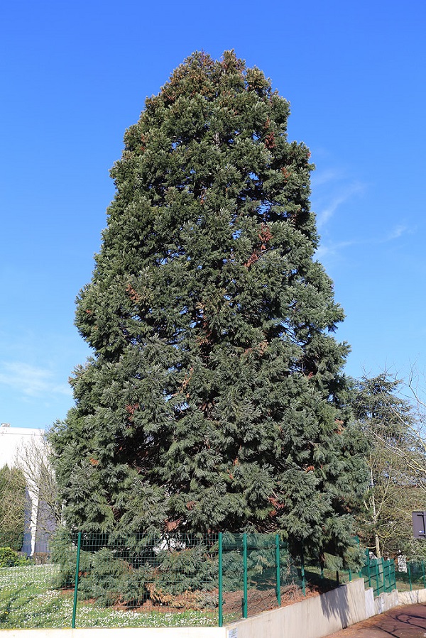 Séquoia géant Rueil-Malmaison