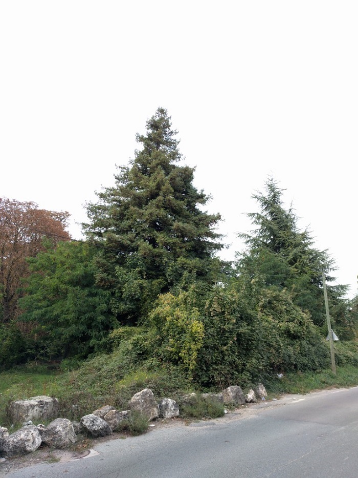 Séquoia 