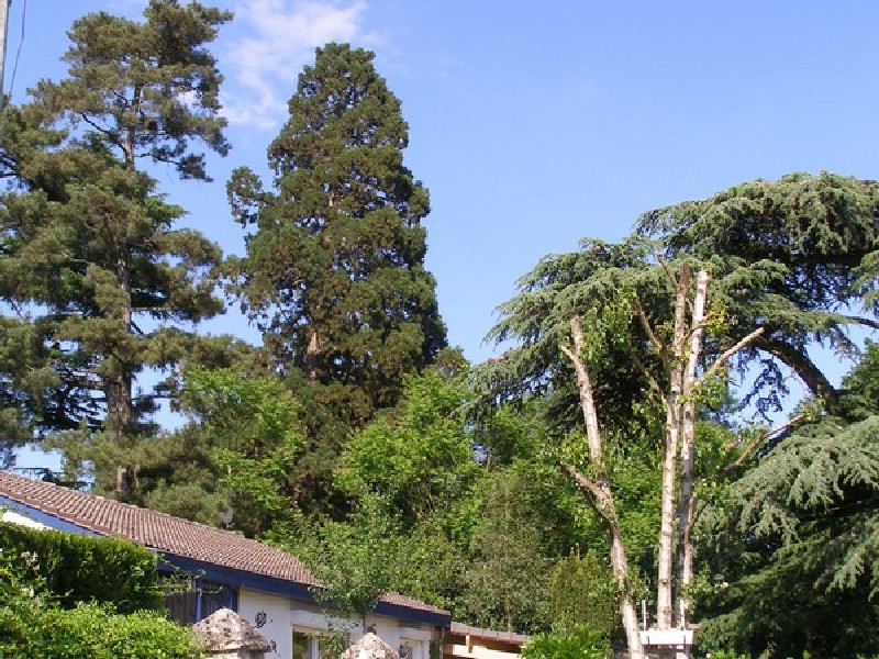 Séquoia géant à St Chéron