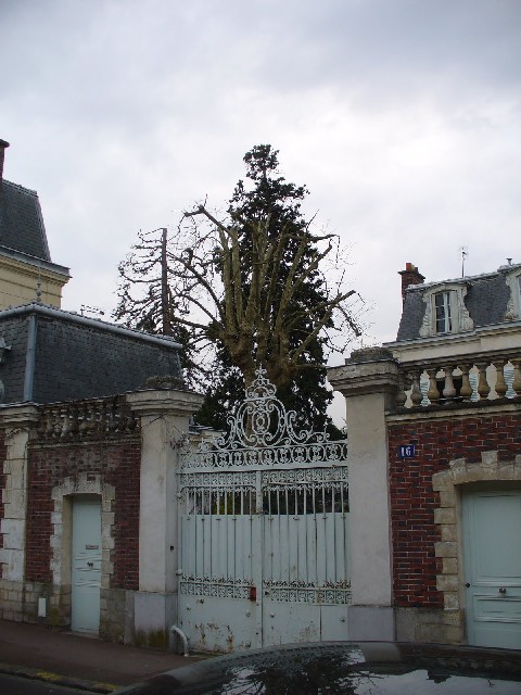 Séquoias géants à Sceaux