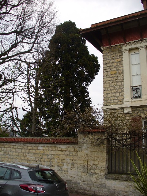 Séquoia géant à Sceaux