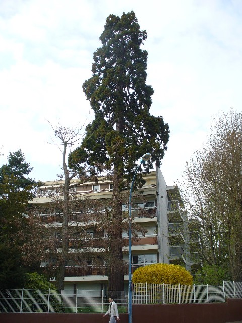 Séquoia géant à Sceaux 