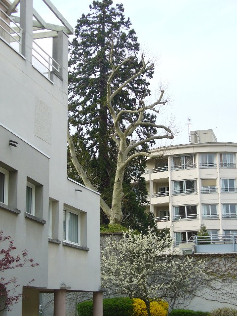 Séquoia géant à Sceaux