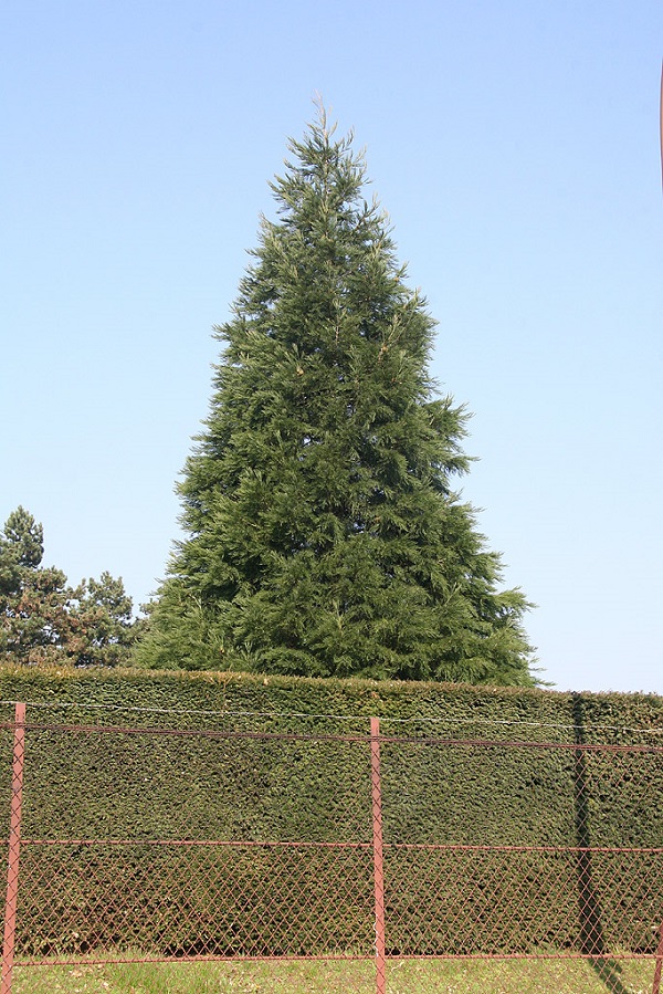 Séquoia géant à St Germain en Laye