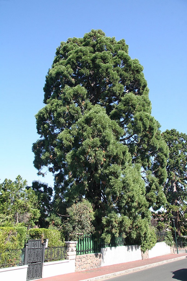 Séquoia géant à St Gratien
