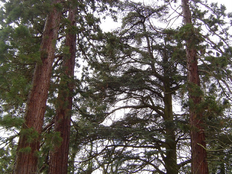 Trio de séquoias géants à Thoiry