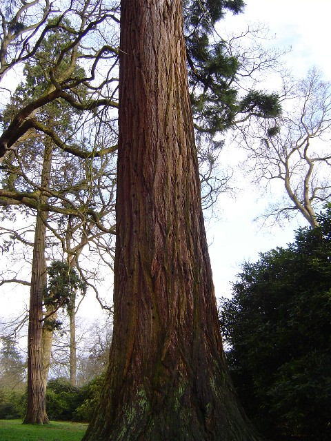 Séquoia géant réserve Africaine 