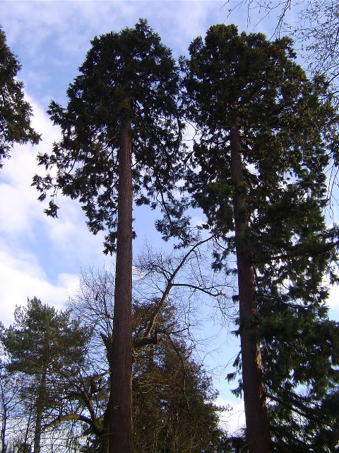 Séquoias géants à Thoiry
