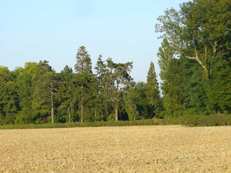 Séquoia géant à Torfou