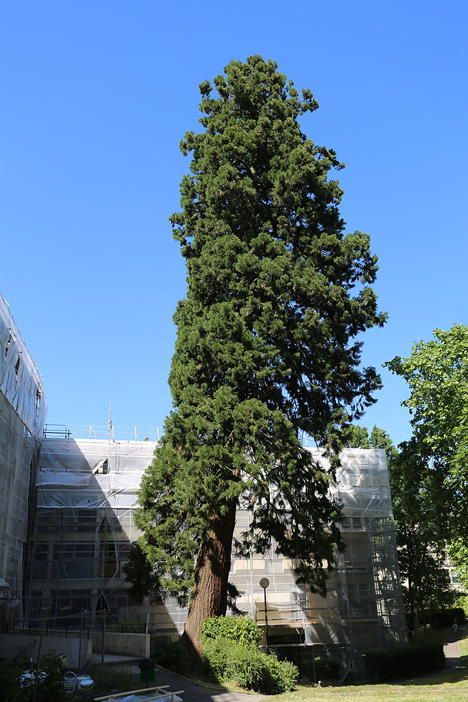 Séquoia géant à Tournan en Brie