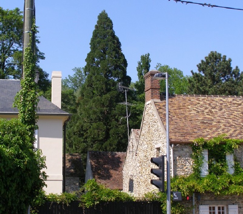 Séquoia géant à Val St Germain