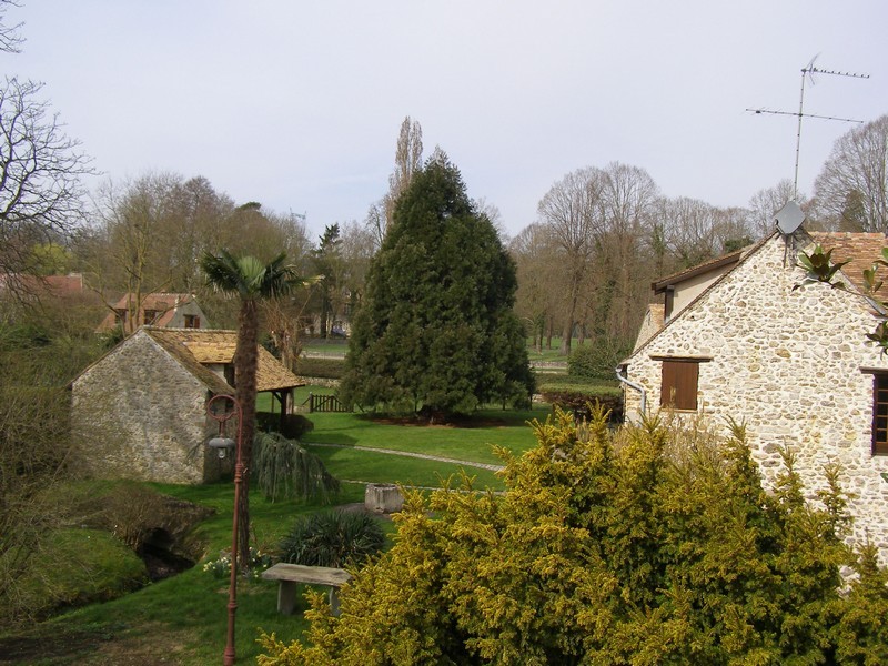 Séquoia géant à Vaugrigneuse