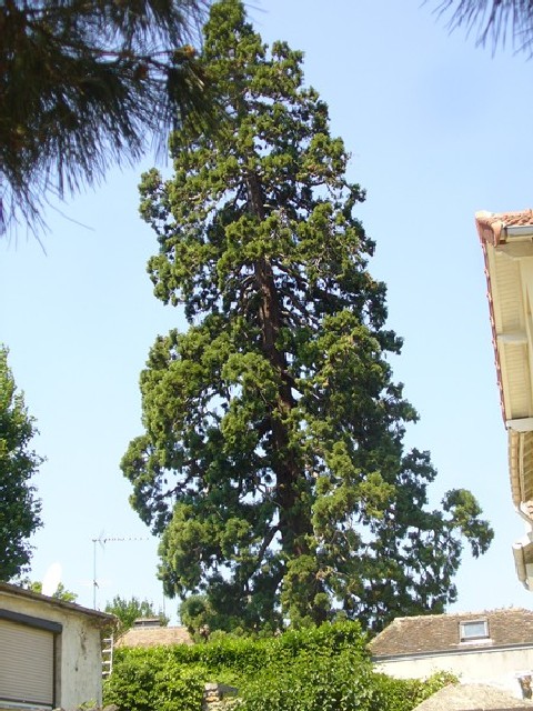 Séquoia géant à verrières le Buisson