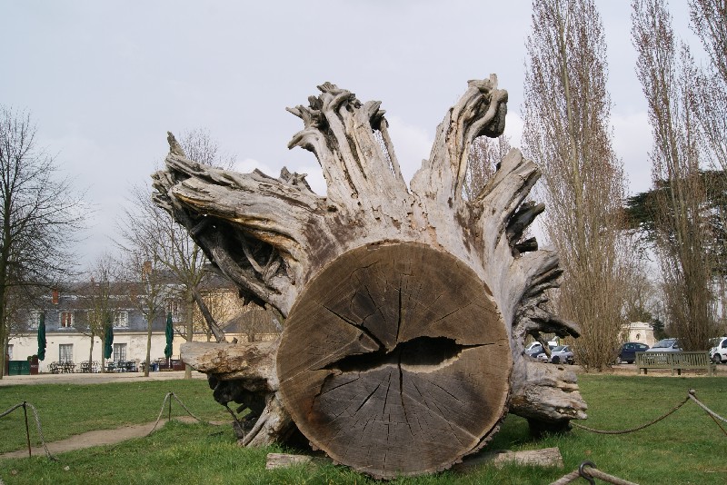 Souche du chêne de Marie Antoinette