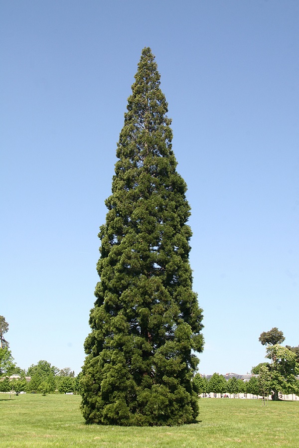 Séquoia géant de 3m85 de circonférence