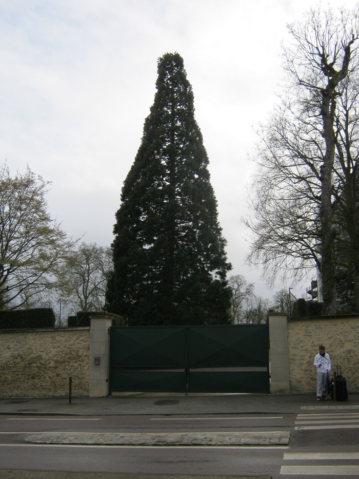 Séquoia géant à Versailles