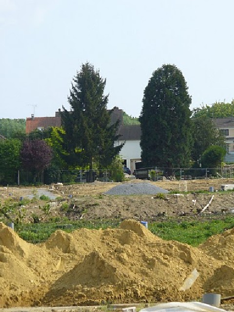 Séquoia géant à Villebon sur Yvette