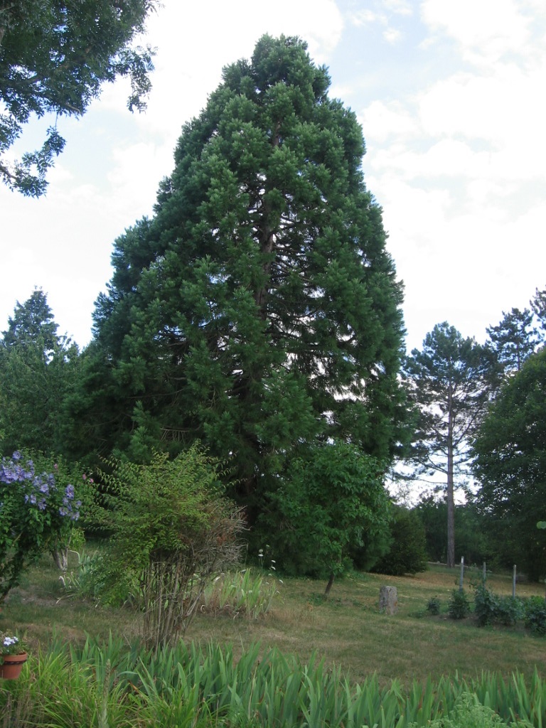 Séquoia géant à Villeconin