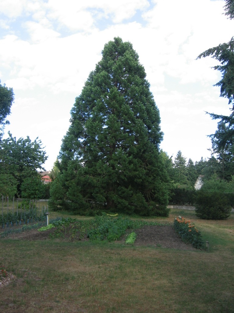 Séquoia géant à Villeconin