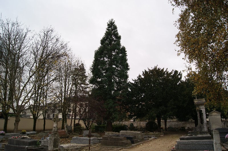 Séquoia géant à Villeparisis