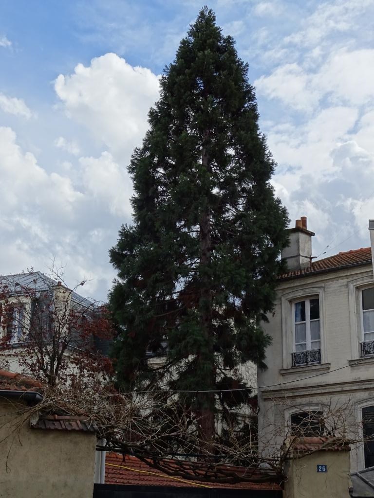 Séquoia géant à Vincennes