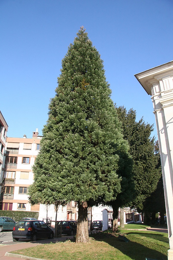Séquoia géant à Viroflay