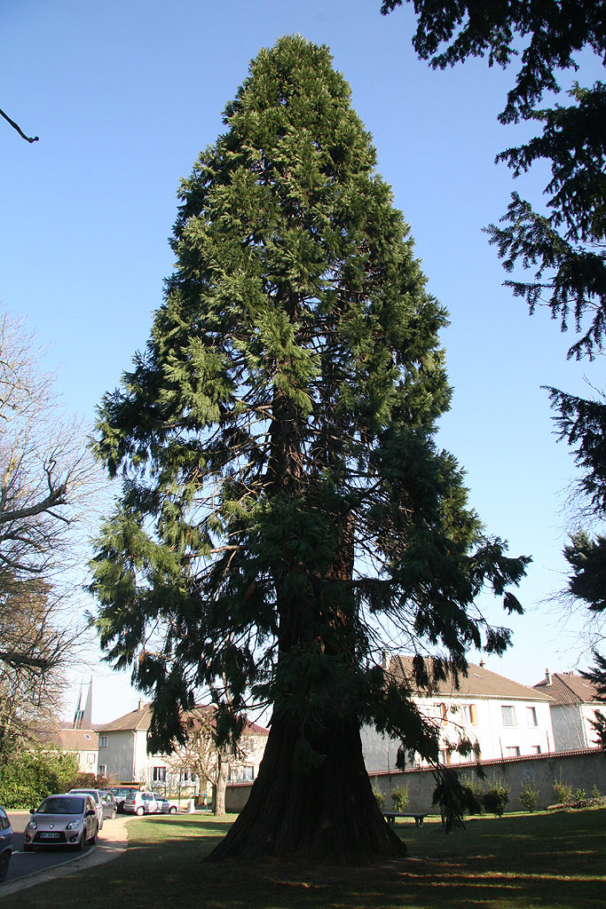 Séquoia géant à Viroflay