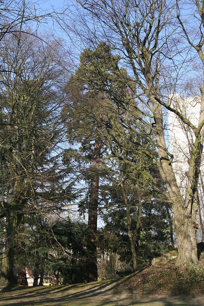 Séquoia géant Clos St Vigor à Viroflay