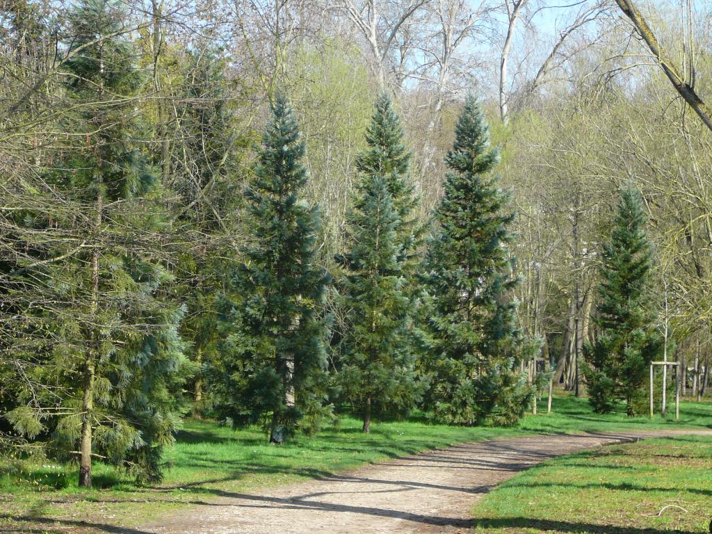 Séquoiass géants 