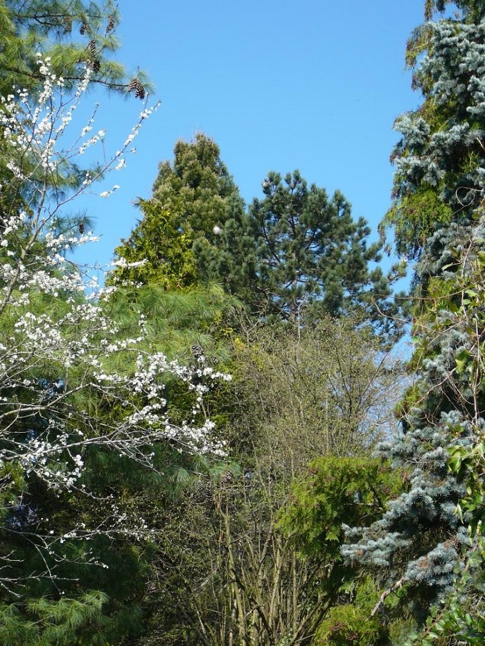 Séquoia géant à Yerres