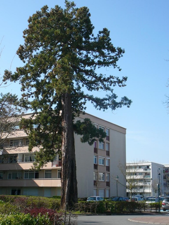 Séquoia géant à Yerres