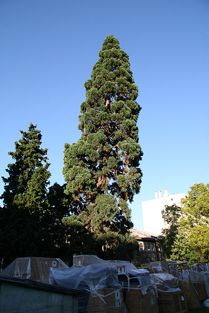 Séquoia géant du Jardin des Plantes à Paris © Stéphane Sudre