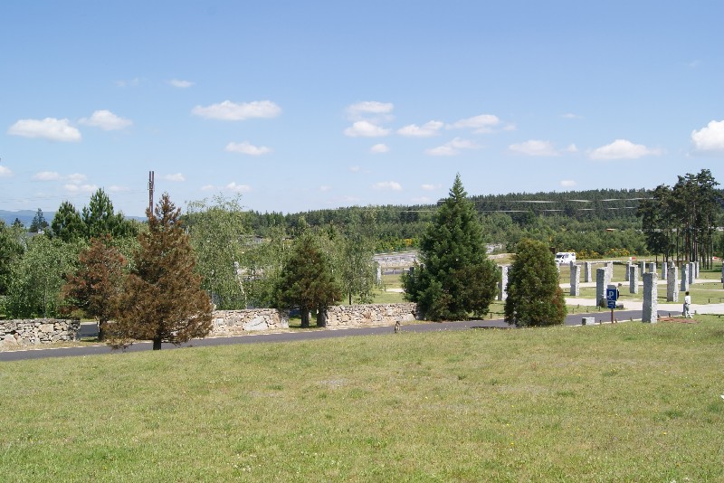 Jeunes séquoias géants aire de la Lozère