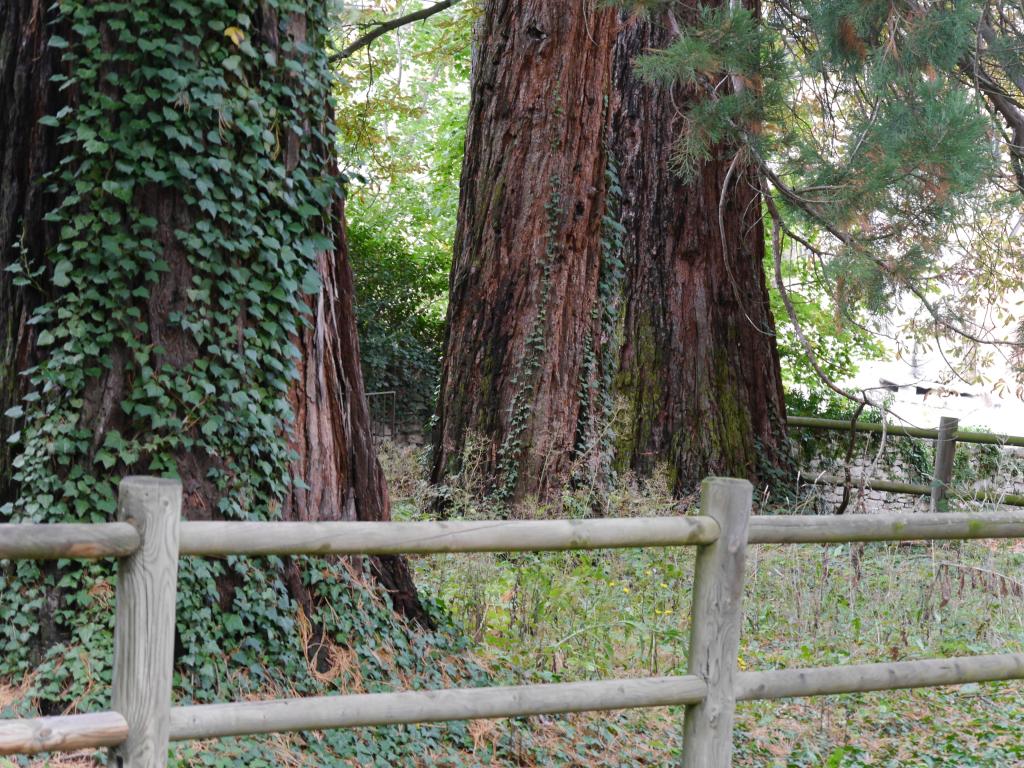 Séquoias géants à Mende