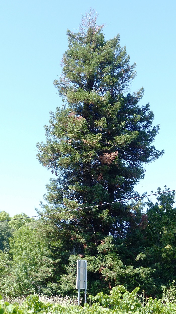 Séquoia sempervirens