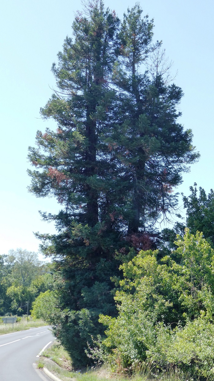 Séquoia sempervirens