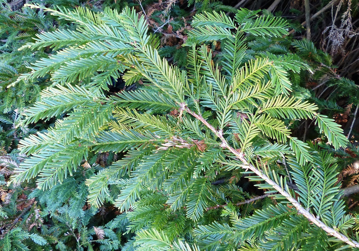 Séquoia sempervirens