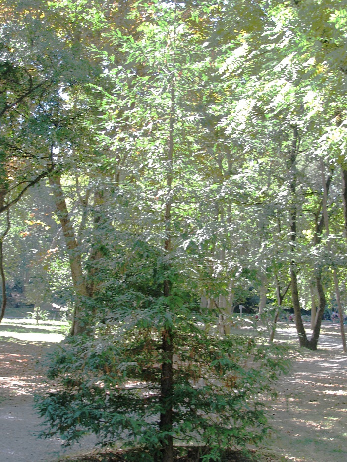 Séquoia sempervirens à Montpellier