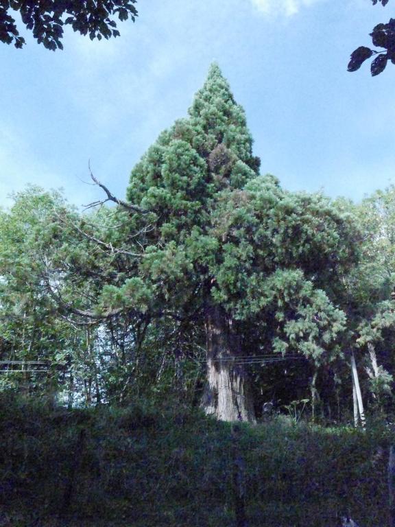 Séquoia géant à Servières