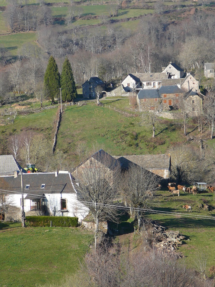 Séquoias géants