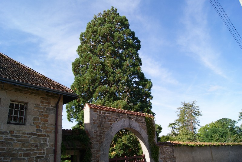 Séquoia géant à Arnac la Poste