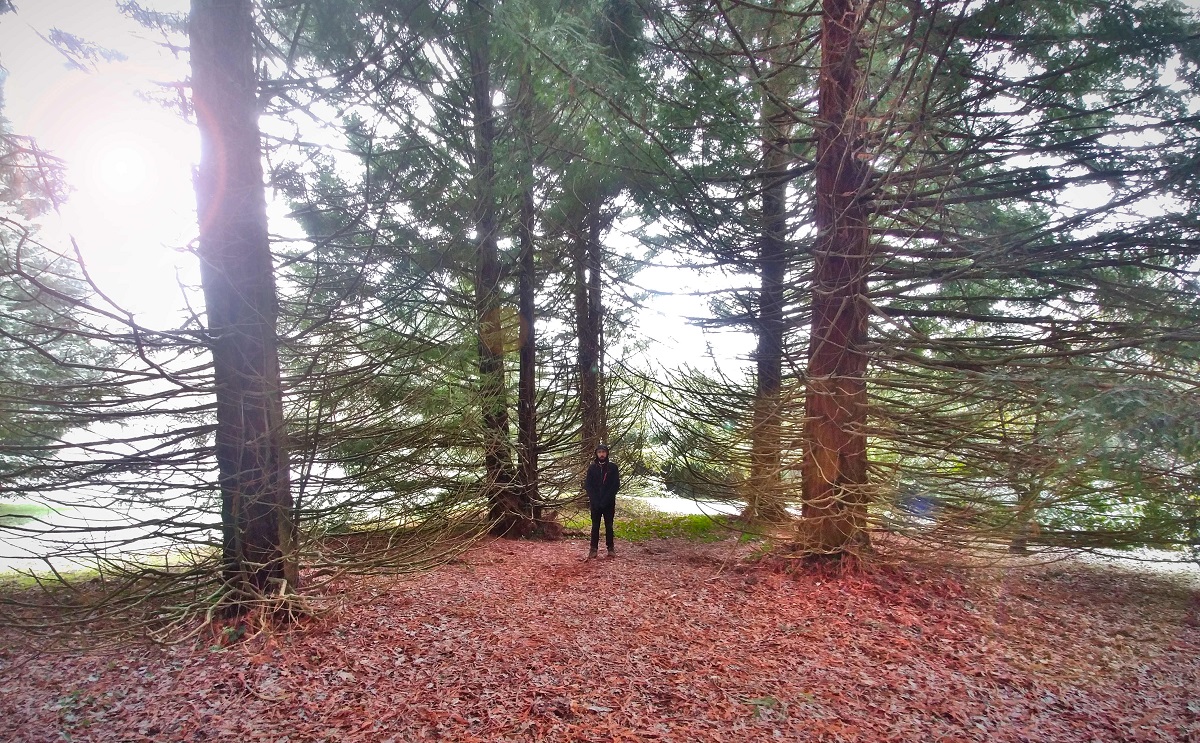 sempervirens
