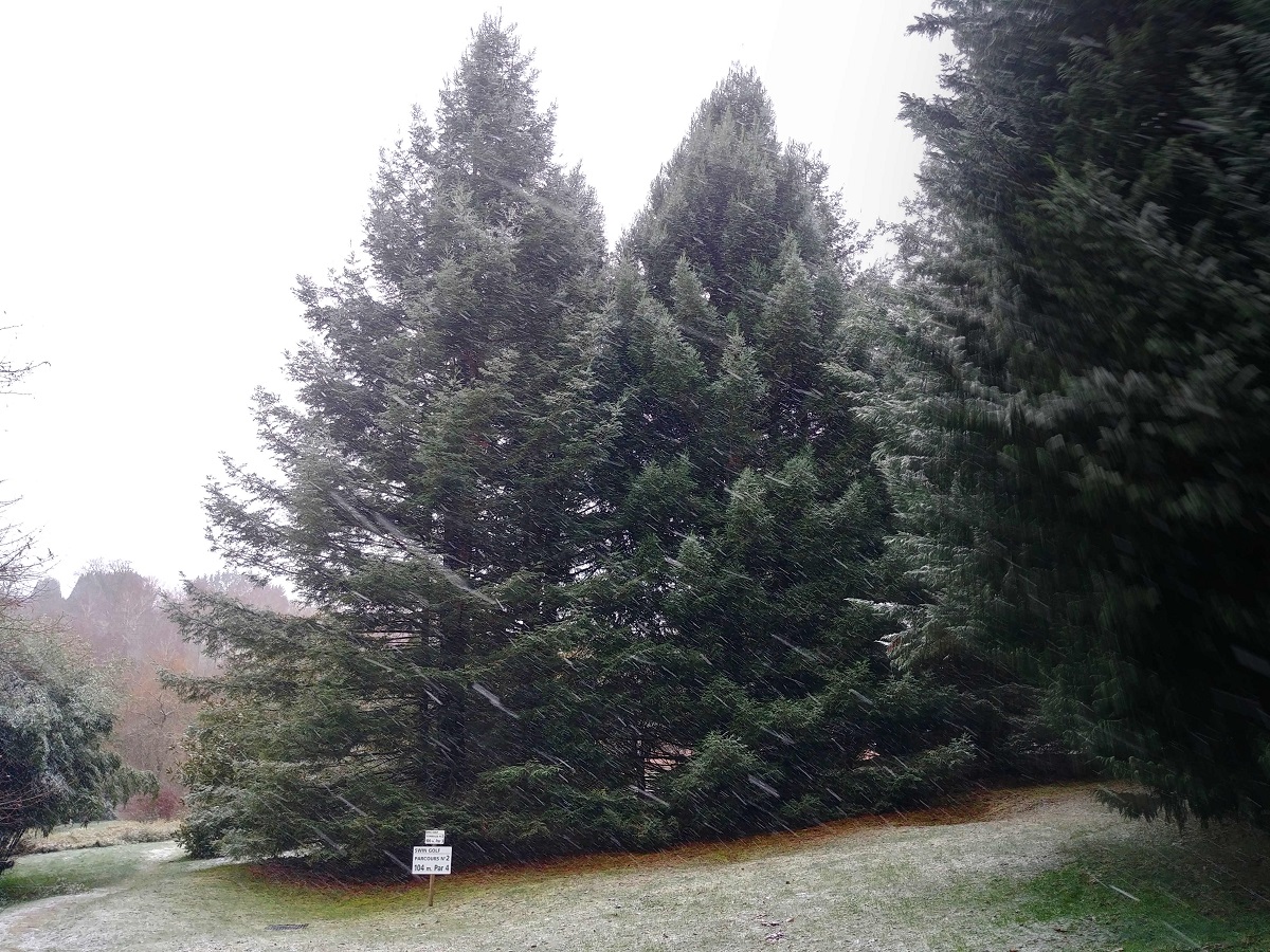 sempervirens