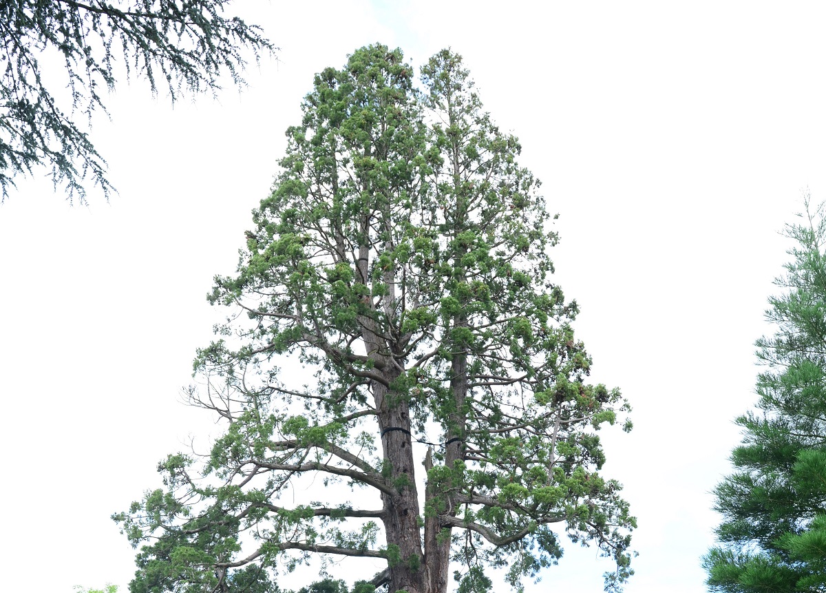 Séquoia géant à Limoges