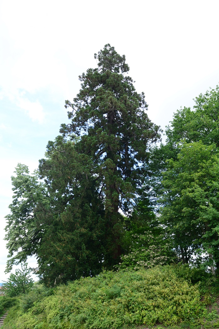 Séquoia géant à Limoges