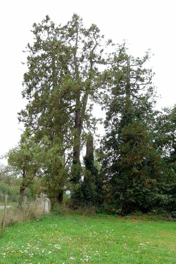 Séquoia géant à xxx