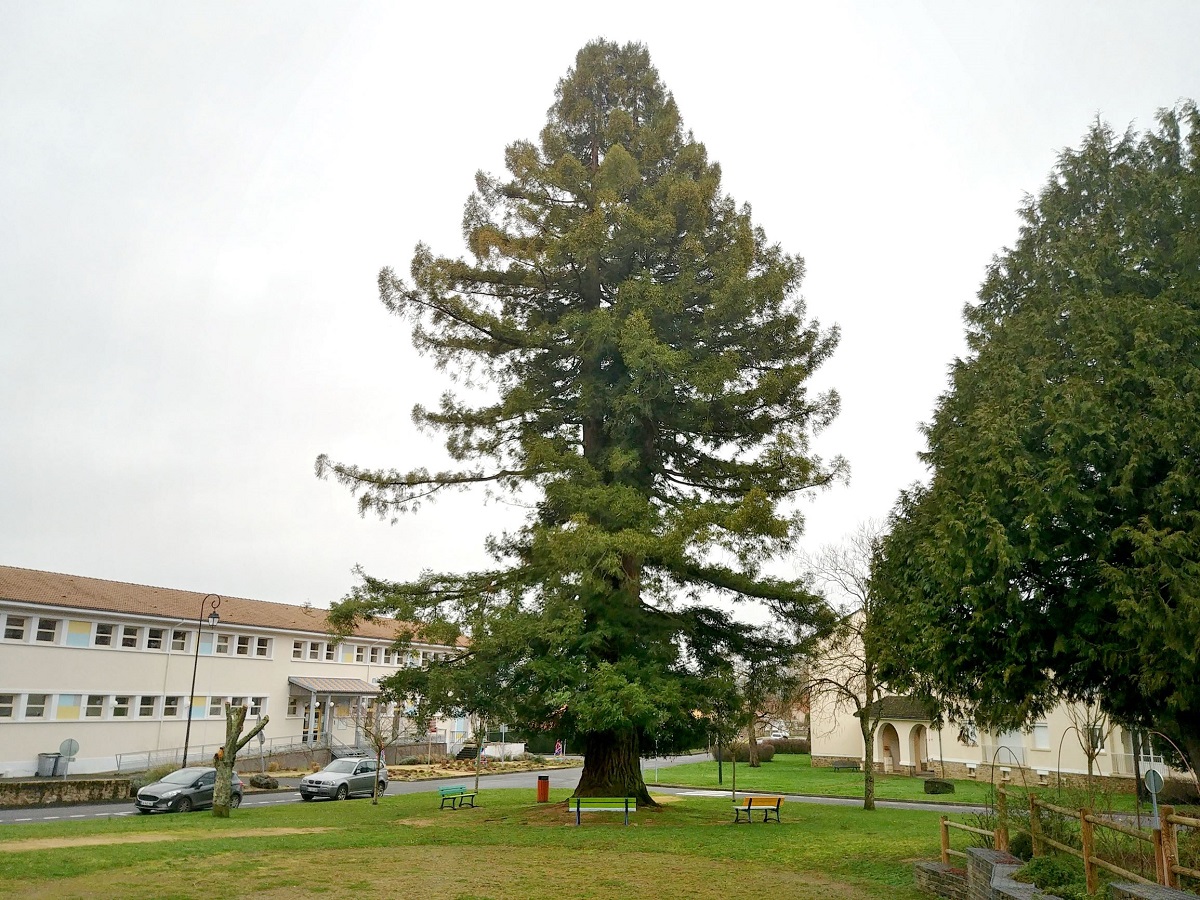 Séquoia sempervirens