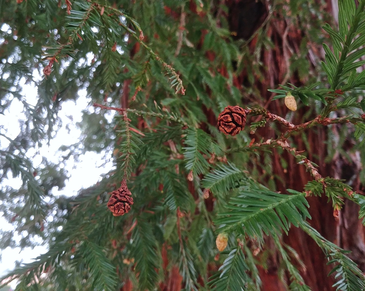 Séquoia sempervirens